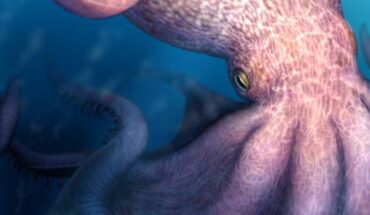 An artist’s impression of an ancient giant octopus. Image credit: Yohei Utsuki, Hokkaido University.