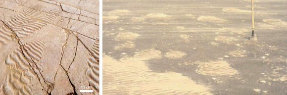 A planar microbial mat with scours of ripple marks on a Cambrian (left) and modern-day (right) tidal flat. Image credit: Nora Noffke.