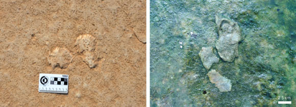 Microbial mat chips scattered on a Cambrian (left) and modern-day (right) tidal flat surface. Image credit: Nora Noffke.