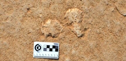 Microbial mat chips scattered on a Cambrian tidal flat surface. Image credit: Nora Noffke.