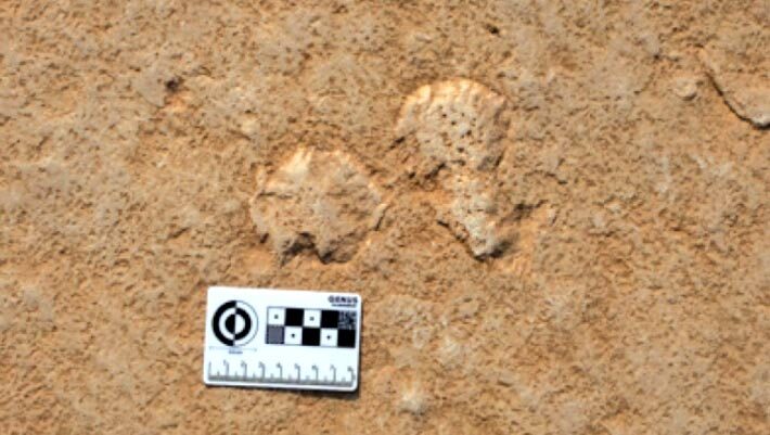 Microbial mat chips scattered on a Cambrian tidal flat surface. Image credit: Nora Noffke.