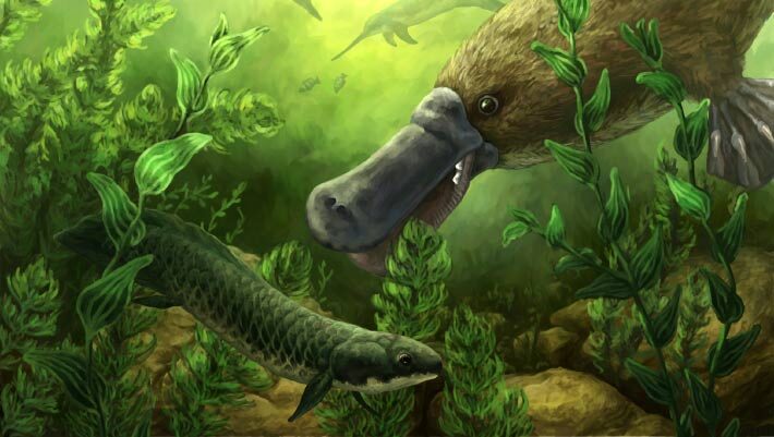 An artist’s impression of fossil platypus and environs circa 25 million years ago. Image credit: Gen Conway, Flinders University Palaeontology Lab.