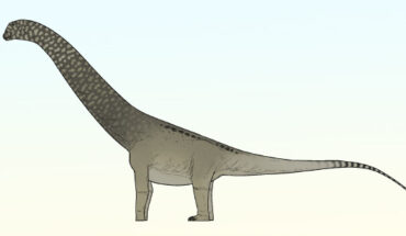 An artist’s reconstruction of Phosphatotitan khouribgaensis. Image credit: Connor Ashbridge.