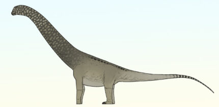 An artist’s reconstruction of Phosphatotitan khouribgaensis. Image credit: Connor Ashbridge.