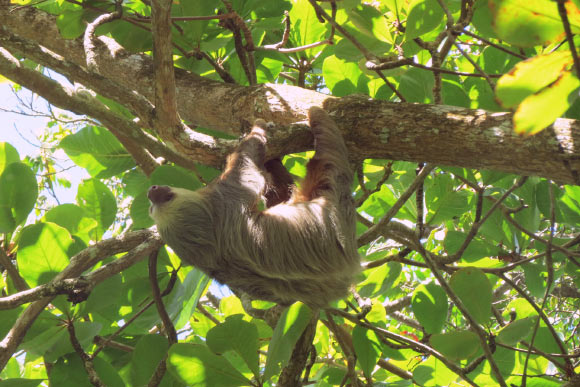 The Hoffmann’s two-toed sloth (Choloepus hoffmanni). Image credit: Camila Mazzoni.