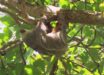 The Hoffmann’s two-toed sloth (Choloepus hoffmanni). Image credit: Camila Mazzoni.