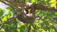 The Hoffmann’s two-toed sloth (Choloepus hoffmanni). Image credit: Camila Mazzoni.