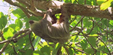 The Hoffmann’s two-toed sloth (Choloepus hoffmanni). Image credit: Camila Mazzoni.