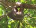 The Hoffmann’s two-toed sloth (Choloepus hoffmanni). Image credit: Camila Mazzoni.
