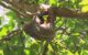 The Hoffmann’s two-toed sloth (Choloepus hoffmanni). Image credit: Camila Mazzoni.