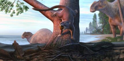 An illustration of Cimolodon desosai on the tree with a fruit in its mouth. Image credit: Andrey Atuchin.