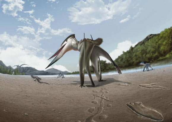 Life reconstruction drawing of Jinjuichnus procerus and tetrapod trackmakers. The neoazhdarchian trackmaker is following the small vertebrate. Image credit: Jun Seung Yi.