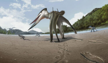 Life reconstruction drawing of Jinjuichnus procerus and tetrapod trackmakers. The neoazhdarchian trackmaker is following the small vertebrate. Image credit: Jun Seung Yi.