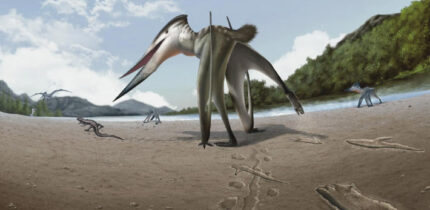 Life reconstruction drawing of Jinjuichnus procerus and tetrapod trackmakers. The neoazhdarchian trackmaker is following the small vertebrate. Image credit: Jun Seung Yi.