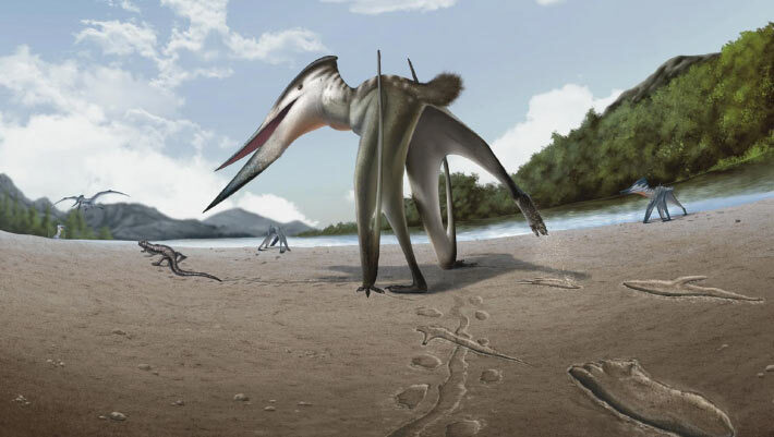 Life reconstruction drawing of Jinjuichnus procerus and tetrapod trackmakers. The neoazhdarchian trackmaker is following the small vertebrate. Image credit: Jun Seung Yi.