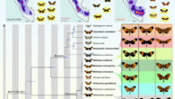 Ben Chehida et al. studied convergent evolution in multiple mimetic Neotropical lepidopteran lineages that diverged between 1 and 120 million years ago, including seven species of Ithomiini and Heliconius butterflies and a day-flying Chetone moth. Image credit: Ben Chehida et al., doi: 10.1371/journal.pbio.3003742.