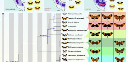 Ben Chehida et al. studied convergent evolution in multiple mimetic Neotropical lepidopteran lineages that diverged between 1 and 120 million years ago, including seven species of Ithomiini and Heliconius butterflies and a day-flying Chetone moth. Image credit: Ben Chehida et al., doi: 10.1371/journal.pbio.3003742.