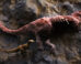 Visualization of a small tyrannosaur feeding on a carcass of a larger tyrannosaur. Image credit: Yu Xin, Shen Li & Liang Junwei, Aarhus Universitet.