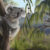 Reconstruction of Phascolarctos sulcomaxilliaris. Image credit: Nellie Pease.