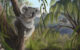 Reconstruction of Phascolarctos sulcomaxilliaris. Image credit: Nellie Pease.