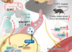 Suzuki et al. report that S1PC, a bioactive compound derived from aged garlic extract, improved muscle function in aging mice and may point toward a low-cost strategy for combating frailty in older adults. Image credit: Suzuki et al., doi: 10.1016/j.cmet.2026.04.006.