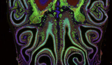 A cross section of a mouse nose. Image credit: Datta Lab, Harvard Medical School.