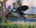 Reconstruction of Archaeopteryx in its habitat. Image credit: Field Museum / NICE PaleoVisLab Studio / Institute of Vertebrate Paleontology and Paleoanthropology.