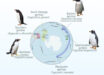 Geographic distribution of the four species of gentoo penguins around the Southern Ocean. Image credit: Noll et al., doi: 10.1038/s42003-026-10081-7.