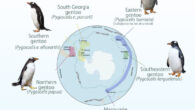 Geographic distribution of the four species of gentoo penguins around the Southern Ocean. Image credit: Noll et al., doi: 10.1038/s42003-026-10081-7.