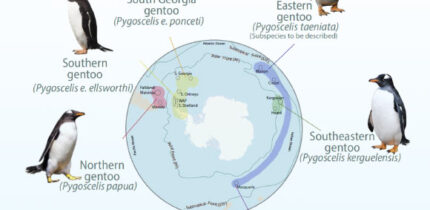 Geographic distribution of the four species of gentoo penguins around the Southern Ocean. Image credit: Noll et al., doi: 10.1038/s42003-026-10081-7.