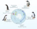Geographic distribution of the four species of gentoo penguins around the Southern Ocean. Image credit: Noll et al., doi: 10.1038/s42003-026-10081-7.