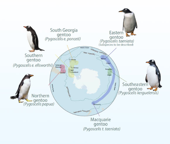 Gentoo Penguins Aren’t One Species After All