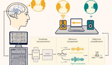 Participants with intracranial electrodes listened to two competing, spatially separated conversations. Their neural signals were recorded and fed into a real-time processing system. The system uses a linear regression model to reconstruct the temporal envelope of the attended speech from low-frequency (LF) and high-gamma (HF) neural features. The reconstructed envelope is then compared to the envelopes of the two conversations to determine the listener’s focus, which in turn drives the selective amplification of the attended speaker. Image credit: Choudhari et al., doi: 10.1038/s41593-026-02281-5.