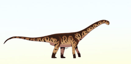 Reconstruction of Bicharracosaurus dionidei. Image credit: Felipe Cutro-Lev.
