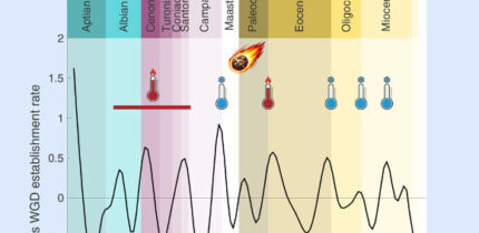 Chen et al. constructed a comprehensive genomic dataset of 470 flowering plant species and dated 132 ancient whole-genome duplication (WGD) events that are non-randomly distributed, revealing a clustering around pivotal periods of environmental upheaval and extinction. Image credit: Chen et al., doi: 10.1016/j.cell.2026.04.008.