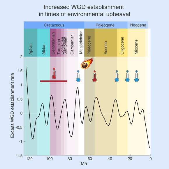 Chen et al. constructed a comprehensive genomic dataset of 470 flowering plant species and dated 132 ancient whole-genome duplication (WGD) events that are non-randomly distributed, revealing a clustering around pivotal periods of environmental upheaval and extinction. Image credit: Chen et al., doi: 10.1016/j.cell.2026.04.008.