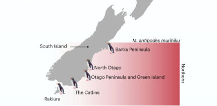 Geographical distribution of yellow-eyed penguins. Image credit: Guhlin et al., doi: 10.1038/s41559-026-03062-w.