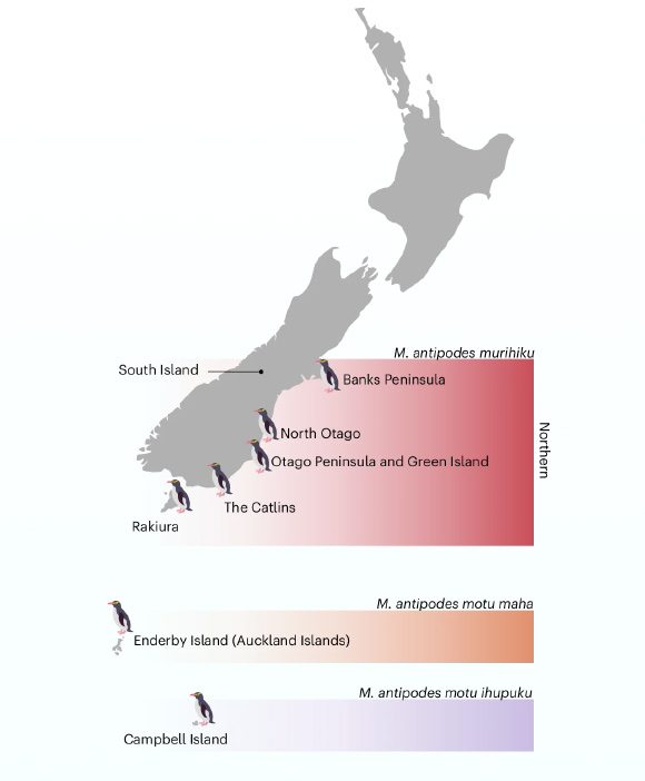 Rare New Zealand Penguins Are Three Distinct Subspecies, New Study Shows