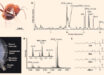 Analysis of Camponotus nicobarensis venom. Image credit: Koch et al., doi: 10.1126/sciadv.aed4078.