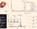 Analysis of Camponotus nicobarensis venom. Image credit: Koch et al., doi: 10.1126/sciadv.aed4078.