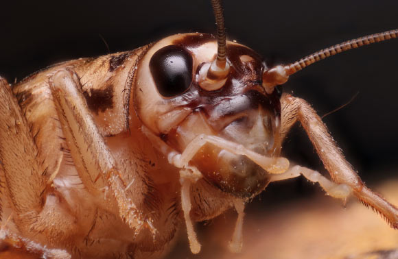 Manzi et al. tested house crickets (Acheta domesticus), among the most widely farmed insects on Earth, for what is thought a key behavioral hallmark of pain: flexible, site-directed self-protection. Image credit: Matthew Lindsey / CC BY 2.0.