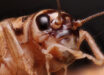 Manzi et al. tested house crickets (Acheta domesticus), among the most widely farmed insects on Earth, for what is thought a key behavioral hallmark of pain: flexible, site-directed self-protection. Image credit: Matthew Lindsey / CC BY 2.0.