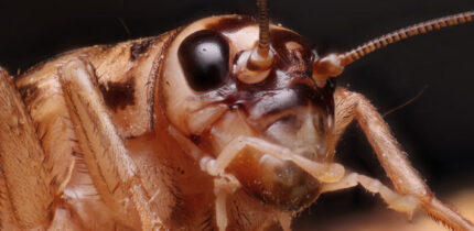Manzi et al. tested house crickets (Acheta domesticus), among the most widely farmed insects on Earth, for what is thought a key behavioral hallmark of pain: flexible, site-directed self-protection. Image credit: Matthew Lindsey / CC BY 2.0.