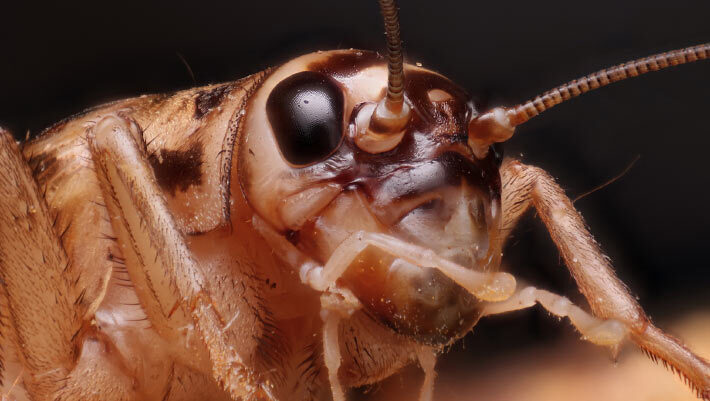 Manzi et al. tested house crickets (Acheta domesticus), among the most widely farmed insects on Earth, for what is thought a key behavioral hallmark of pain: flexible, site-directed self-protection. Image credit: Matthew Lindsey / CC BY 2.0.