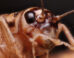Manzi et al. tested house crickets (Acheta domesticus), among the most widely farmed insects on Earth, for what is thought a key behavioral hallmark of pain: flexible, site-directed self-protection. Image credit: Matthew Lindsey / CC BY 2.0.