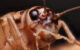 Manzi et al. tested house crickets (Acheta domesticus), among the most widely farmed insects on Earth, for what is thought a key behavioral hallmark of pain: flexible, site-directed self-protection. Image credit: Matthew Lindsey / CC BY 2.0.