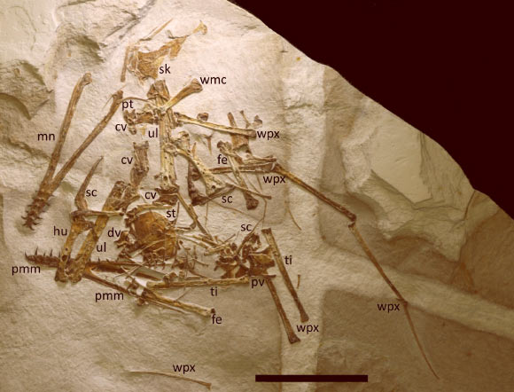 The holotype specimen of Laueropterus vitriolus seen under natural light. Image credit: D.W.E. Hone, doi: 10.7717/peerj.21204.