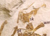 The holotype specimen of Laueropterus vitriolus seen under natural light. Image credit: D.W.E. Hone, doi: 10.7717/peerj.21204.