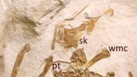The holotype specimen of Laueropterus vitriolus seen under natural light. Image credit: D.W.E. Hone, doi: 10.7717/peerj.21204.