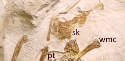 The holotype specimen of Laueropterus vitriolus seen under natural light. Image credit: D.W.E. Hone, doi: 10.7717/peerj.21204.